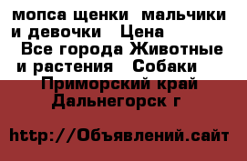 мопса щенки -мальчики и девочки › Цена ­ 25 000 - Все города Животные и растения » Собаки   . Приморский край,Дальнегорск г.